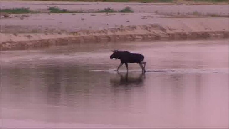 Rekordowo niski poziom wody w Wiśle. Łoś przeszedł z jednego brzegu na drugi