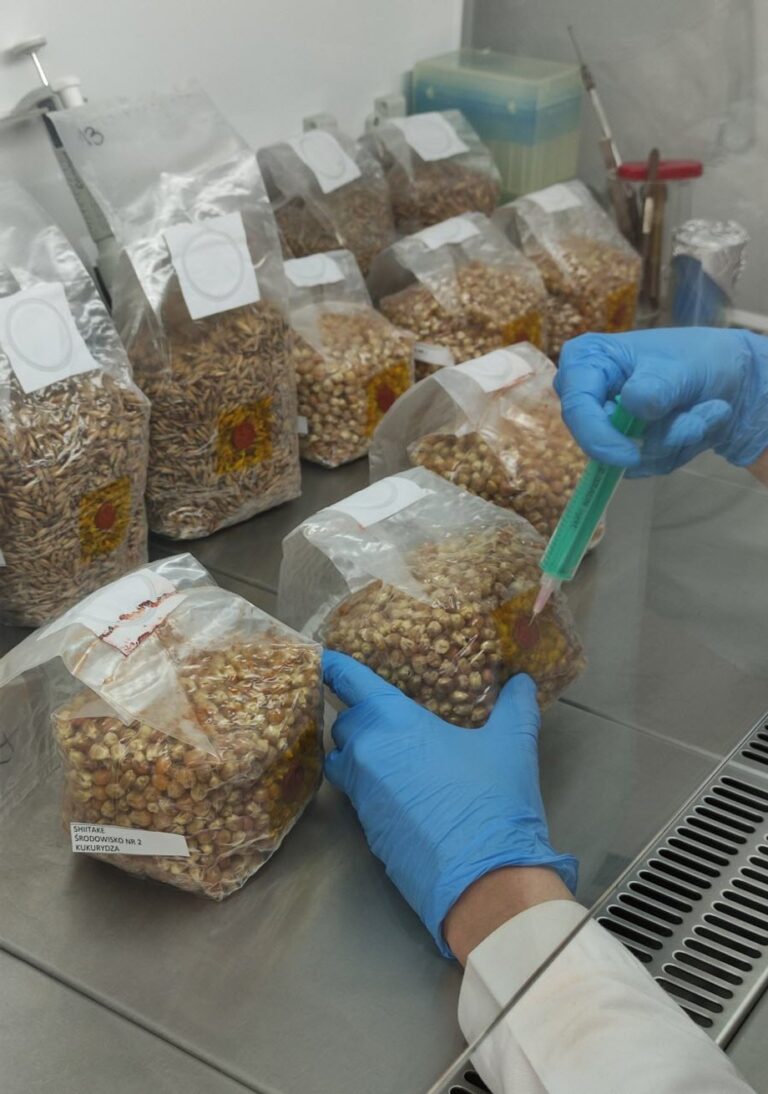 Grzyby nie takie straszne – innowacje idą z nimi w parze…