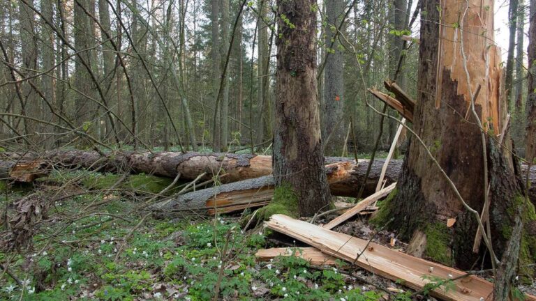 Ojciec i syn nie żyją, gdy drzewo przygniotło mężczyzn