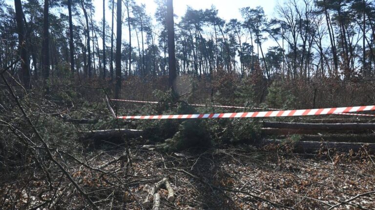 Drzewo spadło na mężczyznę. Tragedia podczas wycinki