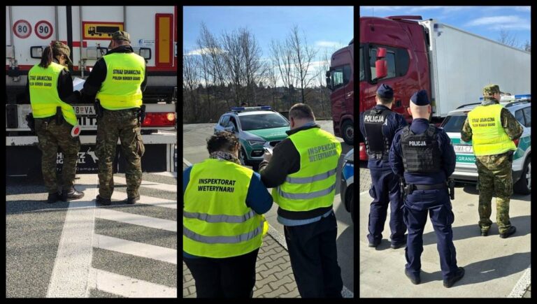 Policja zaostrza kontrolę na granicy. Wszystko przez pryszczycę