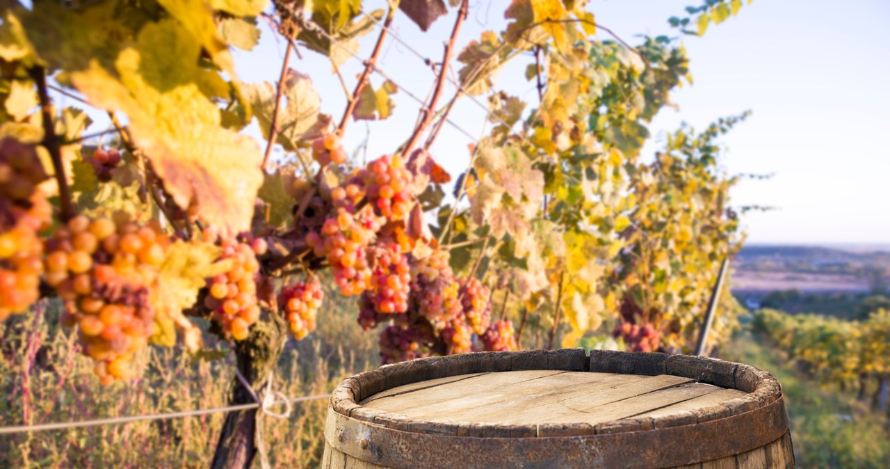 Polskie winiarstwo kwitnie. Mamy coraz więcej producentów alkoholu A82f3839d31a4e0224cd1ecaeaa9a9b4, Biznes Fakty