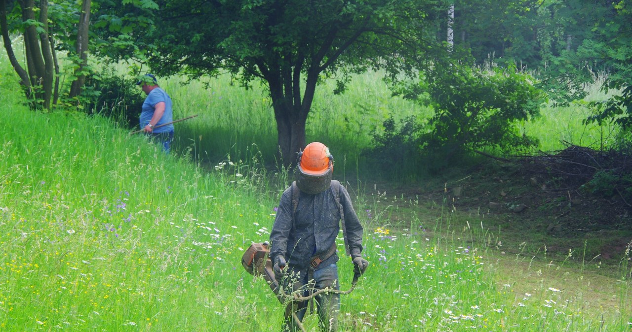 Żądają, aby trawa była koszona. Władze lokalne wyjaśniają, dlaczego robią to rzadziej 3c2d60beda3d70a9790fd962799bc502, Biznes Fakty
