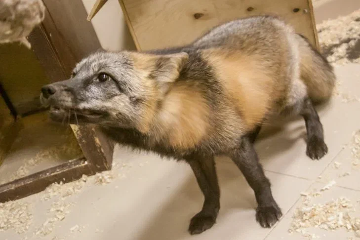 Co zrobić, gdy lis wejdzie na twoją posesję: Ministerstwo Zasobów Naturalnych ostrzega Białorusinów 95c56eea7c0332df7844bf13471eb4d8, Biznes Fakty