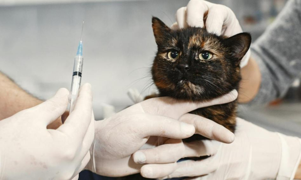 Antyszczepionkowcy Wrd Wacicieli Zwierzt W Usa Nie Chc Szczepi Nawet Na Wcieklizn 2943180, Biznes Fakty