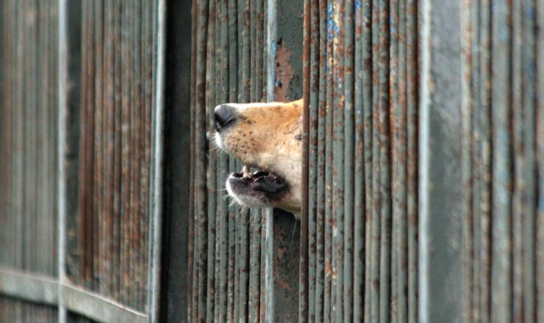 Zakaz hodowli zwierząt futerkowych zatwierdzony. Parlament poparł zmiany. Hodowcy Zwierzt Na Futra Musz Wygasi Dziaalno Sejm Za Poprawkami Senatu 46acb70, Biznes Fakty