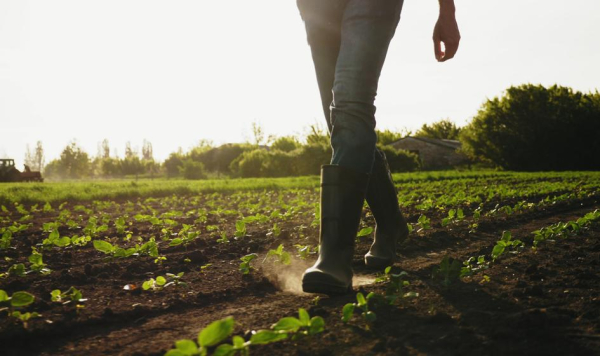 Naukowcy z Poznania zamierzają wyhodować rodzimą wersję imbiru. Poznascy Badacze Chc Stworzy Polsk Odmian Imbiru 3445c26, Biznes Fakty