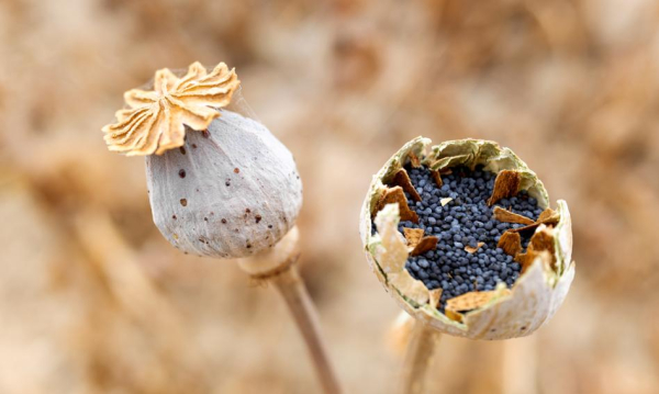 Tajny Program Cia W Afganistanie Tak Chcieli Zniszczy Uprawy Maku A9c827b, Biznes Fakty