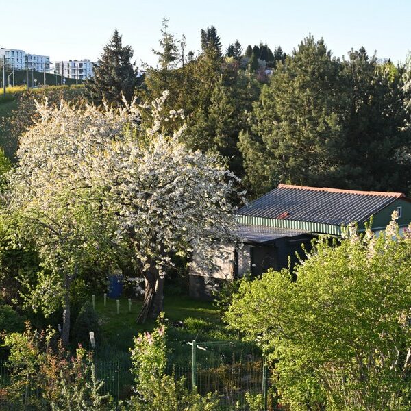 Ogrodnicy działkowi zabiegają o los swoich upraw. Zwr&oacute;cili się z&hellip;