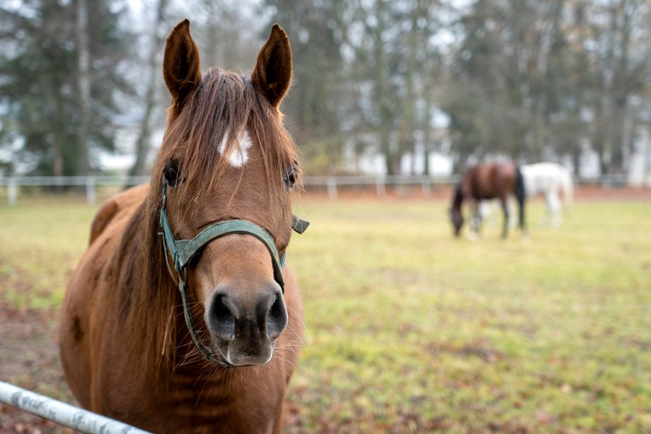 Stadnina Koni Jan&oacute;w Podlaski