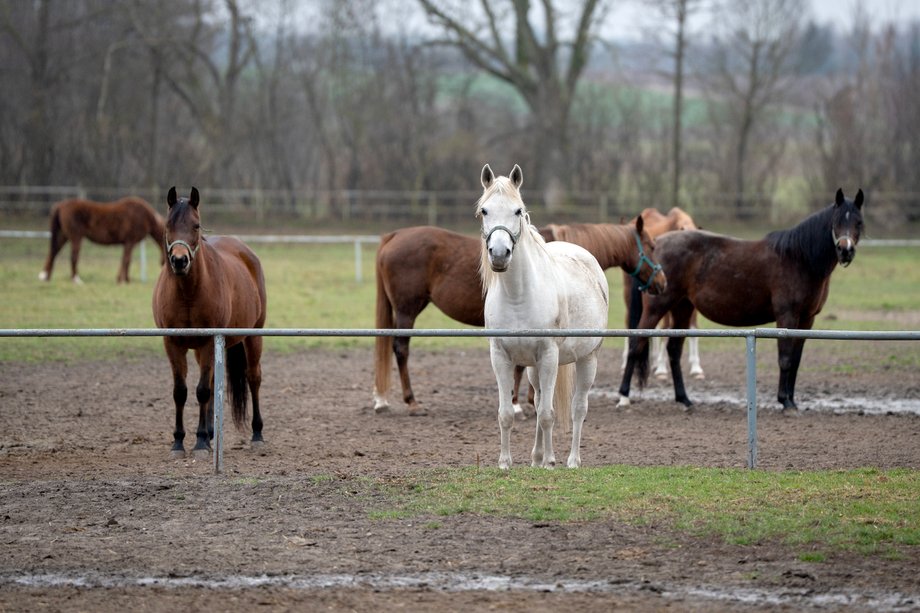 Stadnina Koni Jan&oacute;w Podlaski