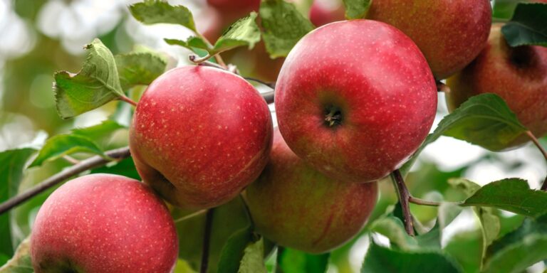 Raport ujawnia: europejskie jabłka zanieczyszczone pestycydami.