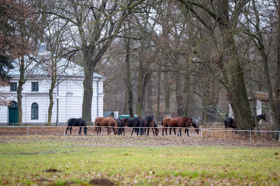 Stadnina Koni Jan&oacute;w Podlaski
