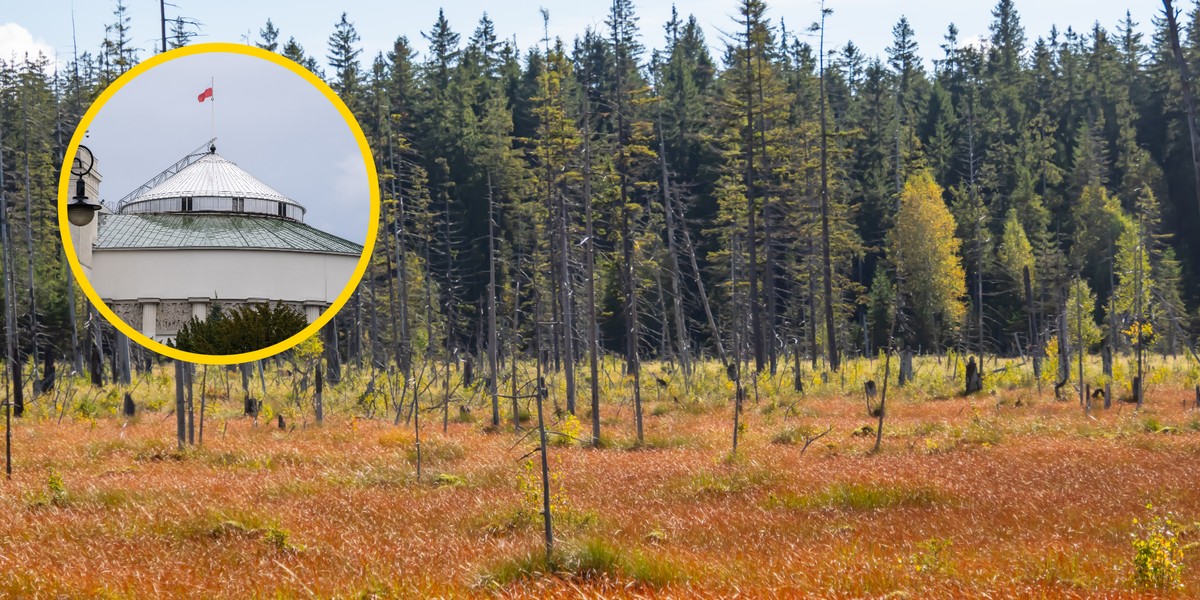 Rolnicy zyskają wsparcie: Sejm uchwala nowe zasady ochrony torfowisk 2 torfowisko
