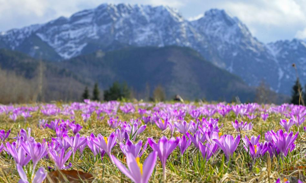 Główna 39 Kolejowy Express Kraków-Nowy Sącz: Godzinna Podróż…