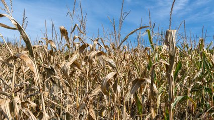 Blackout, susza, chaos informacyjny. Czy polskie firmy są gotowe na świat wielu kryzys&oacute;w naraz?