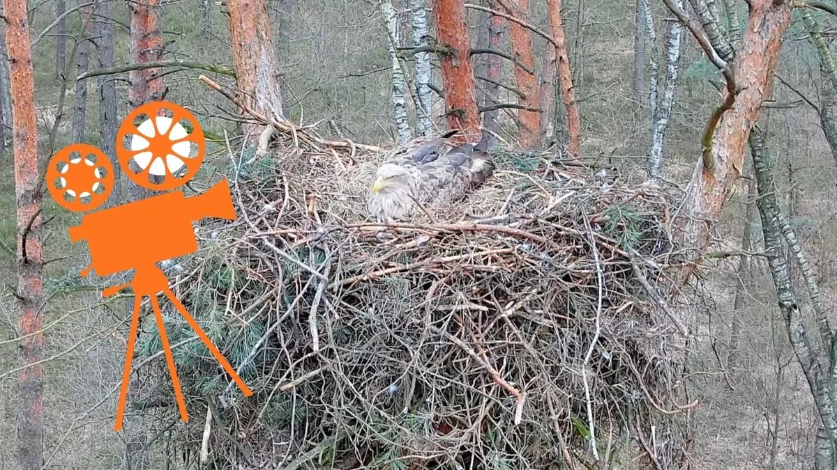 Obserwuj unikalne ptaki w Polsce &ndash; Orange serwuje niespodziankę! 3