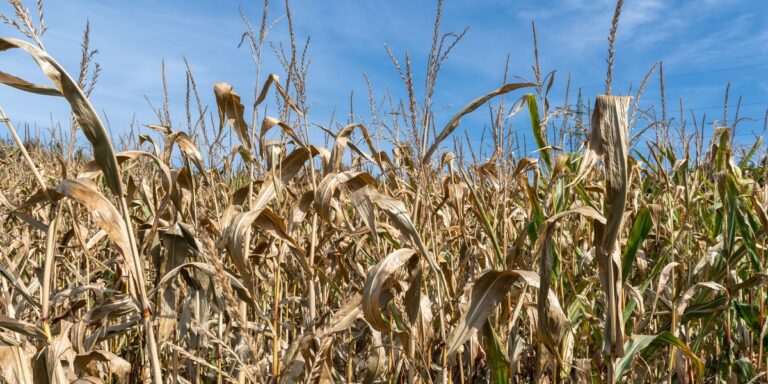 Jak firmy wzmocnić na wypadek kryzysu? Kluczowe wnioski z analizy „Odporna i silna Polska”