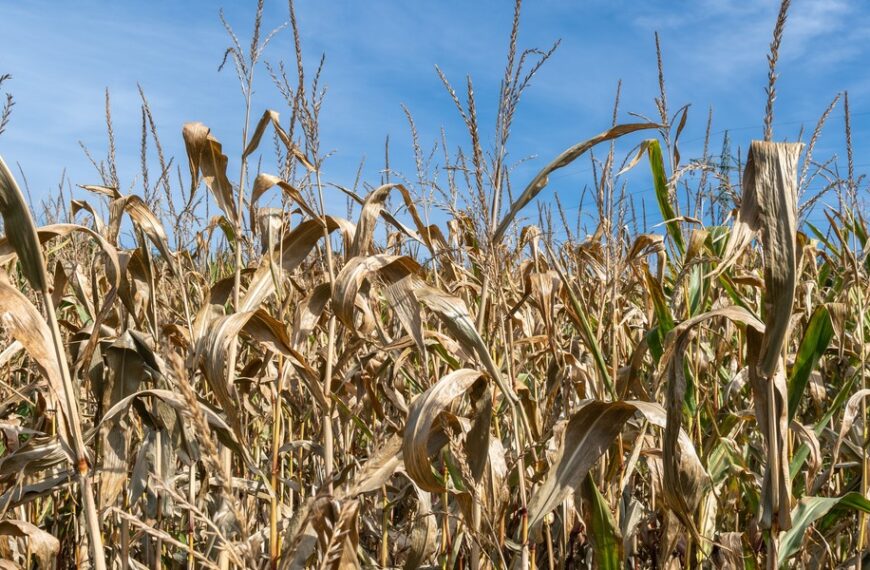 Główna 68 Jak firmy wzmocnić na wypadek kryzysu? Kluczowe wnioski z analizy „Odporna i silna Polska”