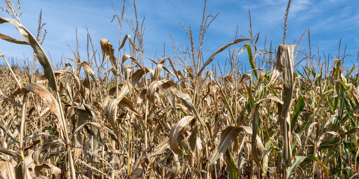 W wielu sektorach gospodarki skutki zmian klimatycznych są już widoczne w codziennym funkcjonowaniu firm. Jednym z najważniejszych problem&oacute;w staje się dostęp do wody. Niedobory wody odpowiadają za znaczną część strat w rolnictwie.