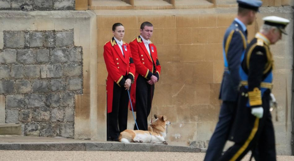 Kr&oacute;lewskie Corgi na nowo: Odkryj niezwykłą historię sklonowanego psa za fortunę 4