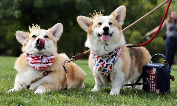 Królewskie Corgi na nowo: Odkryj niezwykłą historię sklonowanego psa za fortunę Królewskie Corgi na nowo: Odkryj niezwykłą historię sklonowanego psa za fortunę