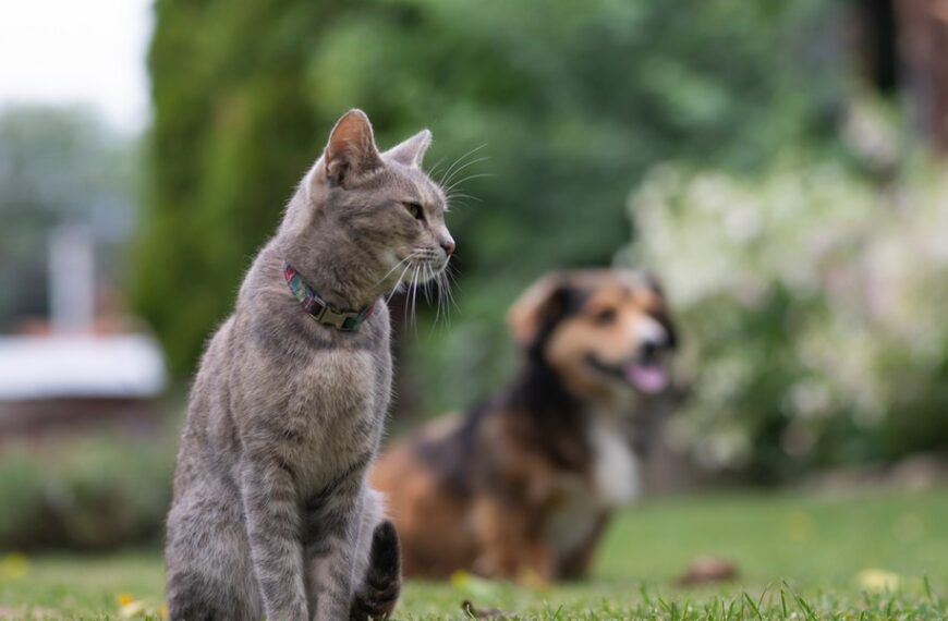 Ustawa dla właścicieli zwierząt wchodzi w życie: Sprawdź, co się zmieni