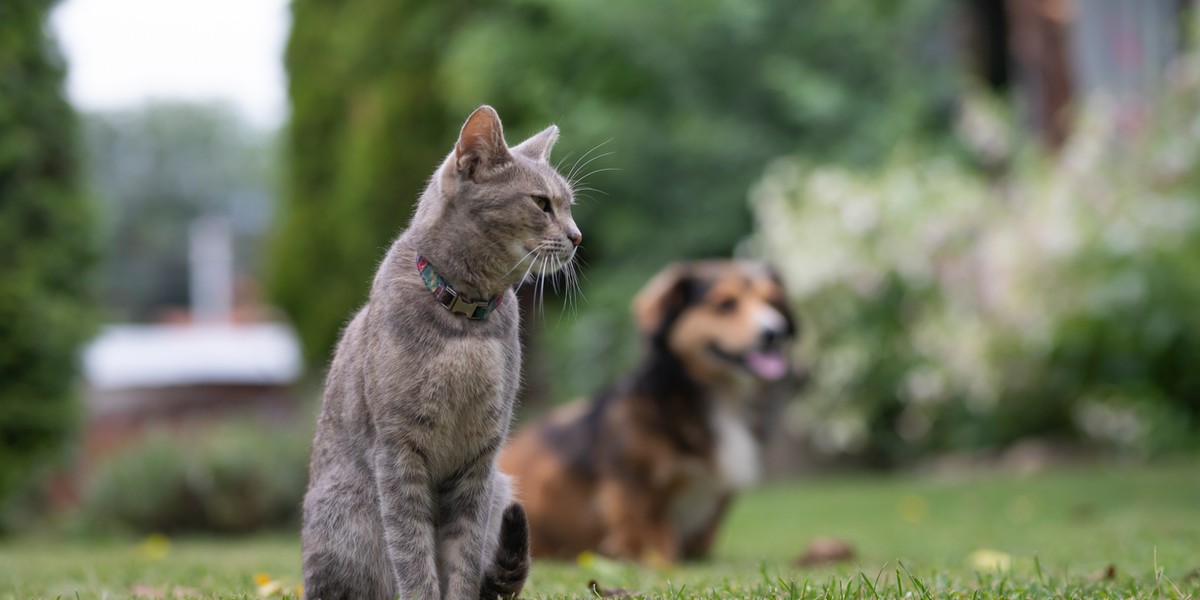 Sejm przegłosował ustawę dotyczącą posiadaczy zwierząt