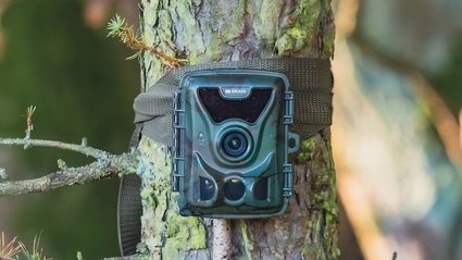 Fotopułapki: potrafią więcej, niż myślisz. Polecane modele
