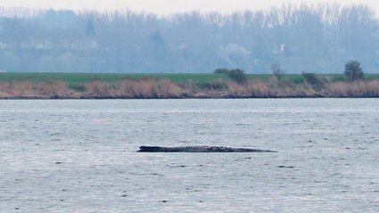 Miliarderzy finansują ratowanie wieloryba. Jeden z nich założył MediaMarkt