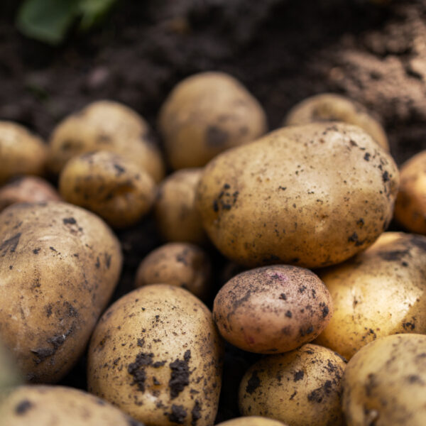 Rolnicy toną w ziemniakach: Sprawdź, jak kryzys wpływa&hellip;