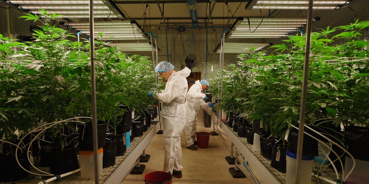 Czy branżę cannabis czeka boom? Rząd USA właśnie im to ułatwił