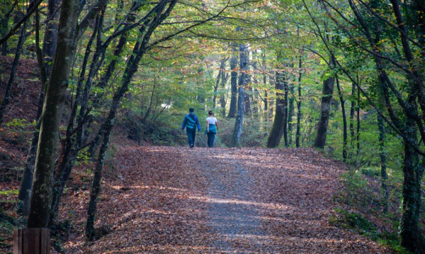Lasy otwarte na konno i psy &ndash; nowe przepisy budzą kontrowersje