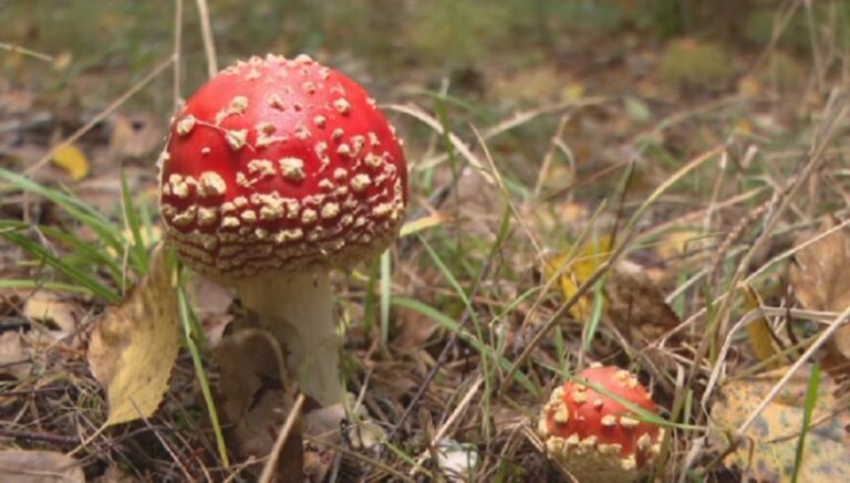 Kupują muchomory jako używkę. Zatrzęsienie ofert, ekspert ostrzega